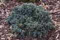 Juniperus squamata Blue Star Jałowiec łuskowaty